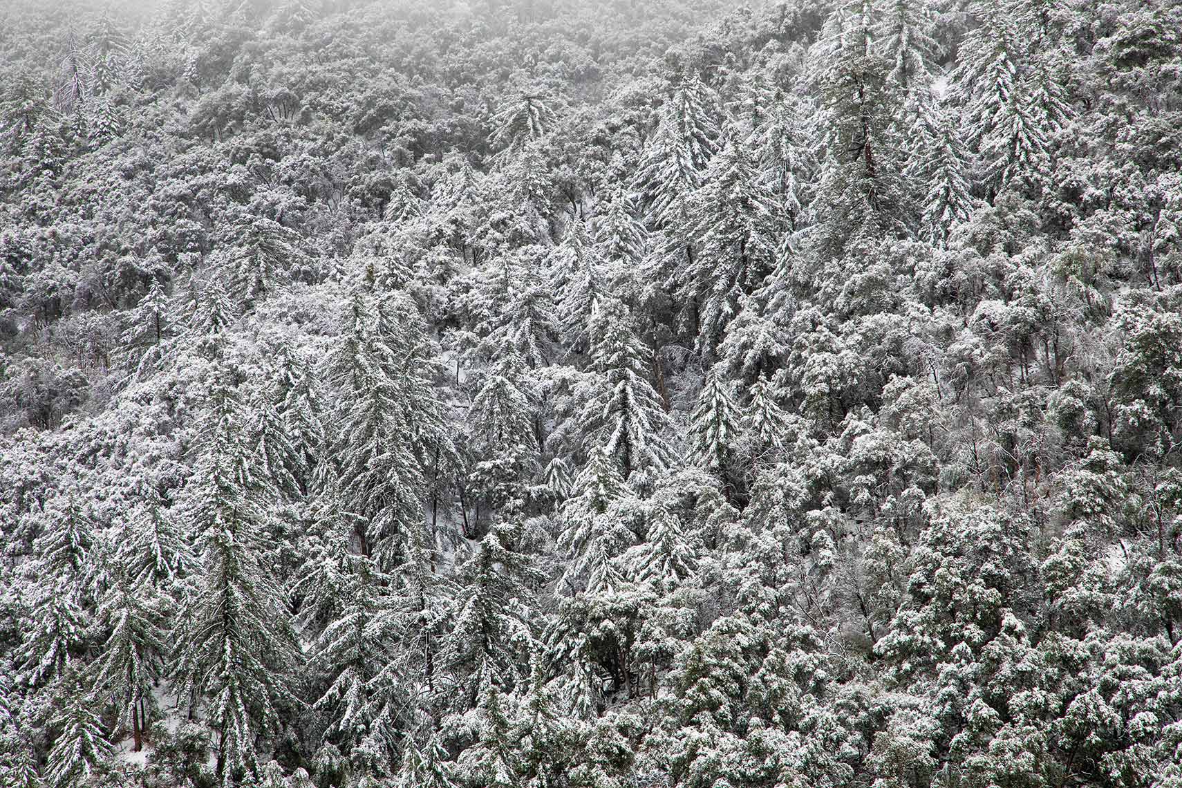 ACH.Snow.Forest
