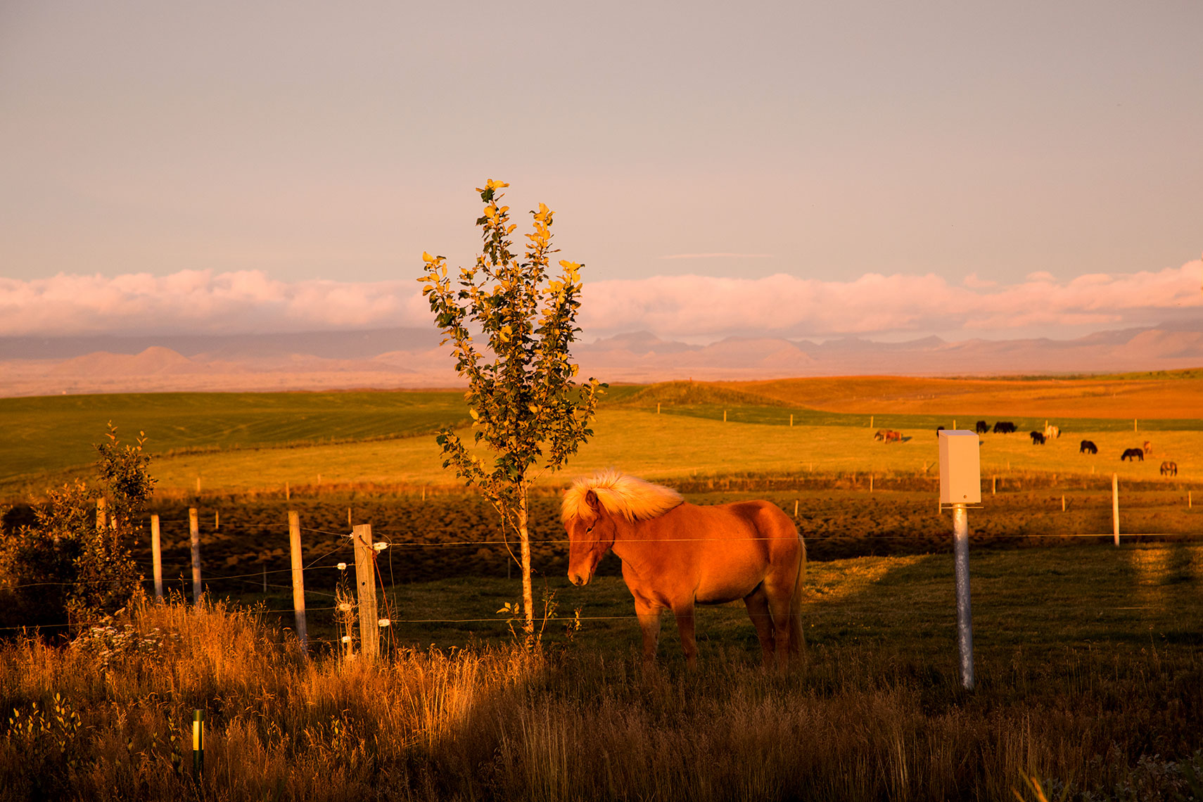 Iceland.Horse.01